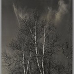 [Untitled] (Birch Trees)