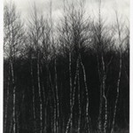 [Untitled] (Birch Trees)