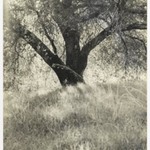 [Untitled] (Tree in Meadow)