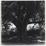 [Untitled] (Tree)