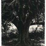 [Untitled] (Tree)