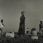 [Untitled] (Tennessee Farmer)