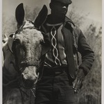 Farmer and Mule, Florida