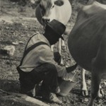 [Untitled] (Milking Cow, Tennessee)