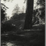[Untitled] (Tree Trunk with Landscape)