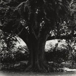 [Untitled] (Tree)