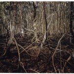 Mangrove Swamp Lightning, Matheson Hammock, Florida