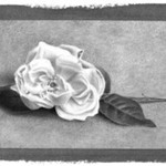 Single Pink Rose