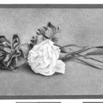 Carnations
