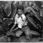 Child Labor in Tobacco Field, Connecticut