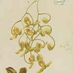 Three Orchids, Acropera, Peristeria Elata, Cattleya Bicolor