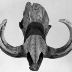 Decorated Wart Hog Skull