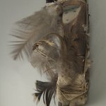 Cottonwood Image or Hopi Doll
