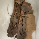 Two Coyote Feet (Du-wi-ta-na) from "Doctors Outfit"