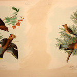 Bohemian Chatterer and Cedar Bird