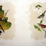White-crowned Sparrow and White-throated Sparrow
