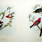 Crested Purple Finch and Pine Grosbeak