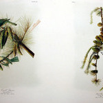 Crested Titmouse and Black & White Creeper