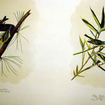 Pine Creeping Warbler and Solitary Flycather or Vireo