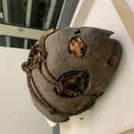 Divination Skull of Loggerhead Turtle