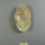 Undecorated Clam Shell