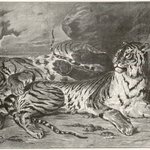 Jeune Tigre Jouant