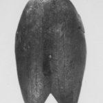 Upper Half of Body of an Ibis