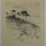 Pines Near Osterville
