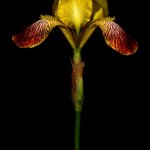 No. 49, Bearded Iris, Iris Cultivar