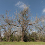 The Lynching Location of John Hartfield (1919), Ellisville, Mississippi