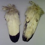 Red Cloud Eagle Wing