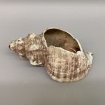 Conch Shell Trumpet