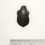 Inlay in Form of a Scarab