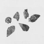 Fragment of a Leaf