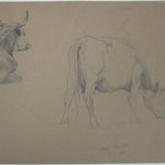 Study of Cows