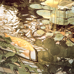 Koi