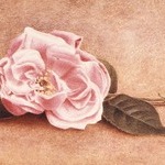 Single Pink Rose