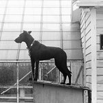 "Security Dog", Pennsylvania