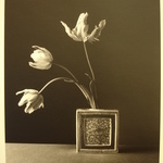 Untitled (Parrot tulips in ceramic vase)