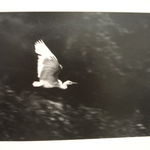 [Untitled] (Egret in Flight)