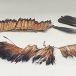 Ornamental Feathers