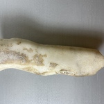 Fragment of Left Leg