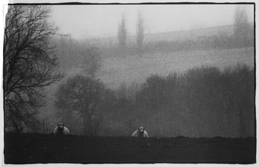 Linda McCartney (American, 1941-1998). <em>Two Romney Sheep</em>, 1987. Platinum print on mold-made paper, Image: 12 3/4 x 20 in.  (32.4 x 50.8 cm). Brooklyn Museum, Purchased with funds given by the Horace W. Goldsmith Foundation, Karen B. Cohen, and Ardian Gill, 1998.114.1. © artist or artist's estate (Photo: Brooklyn Museum, 1998.114.1_bw.jpg)