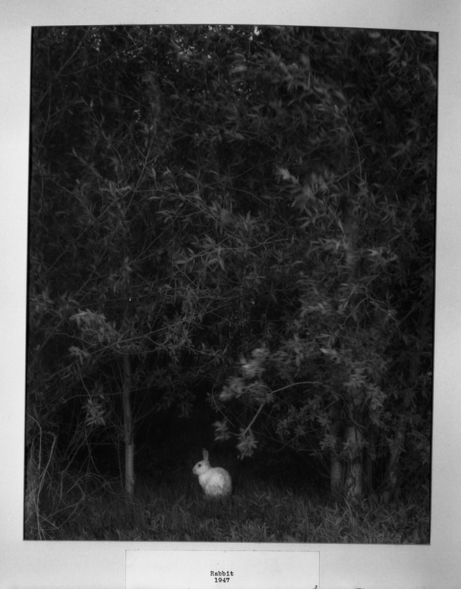 Joseph Breitenbach (American, 1896-1984). <em>Rabbit</em>, 1947. Gelatin silver photograph, 14 x 11 in. (35.6 x 27.9 cm). Brooklyn Museum, Gift of the artist, 52.163.2. © artist or artist's estate (Photo: Brooklyn Museum, 52.163.2_acetate_bw.jpg)