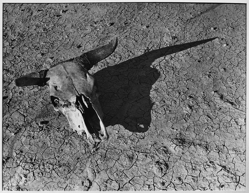 Arthur Rothstein (American, 1915-1985). <em>Skull of Steer in Bad Lands of South Dakota</em>, May, 1936. Gelatin silver print, 10 1/4 x 13 5/16 in. (26 x 33.8 cm). Brooklyn Museum, Gift of the artist, 53.24.2f. © artist or artist's estate (Photo: Brooklyn Museum, 53.24.2f_acetate_bw.jpg)