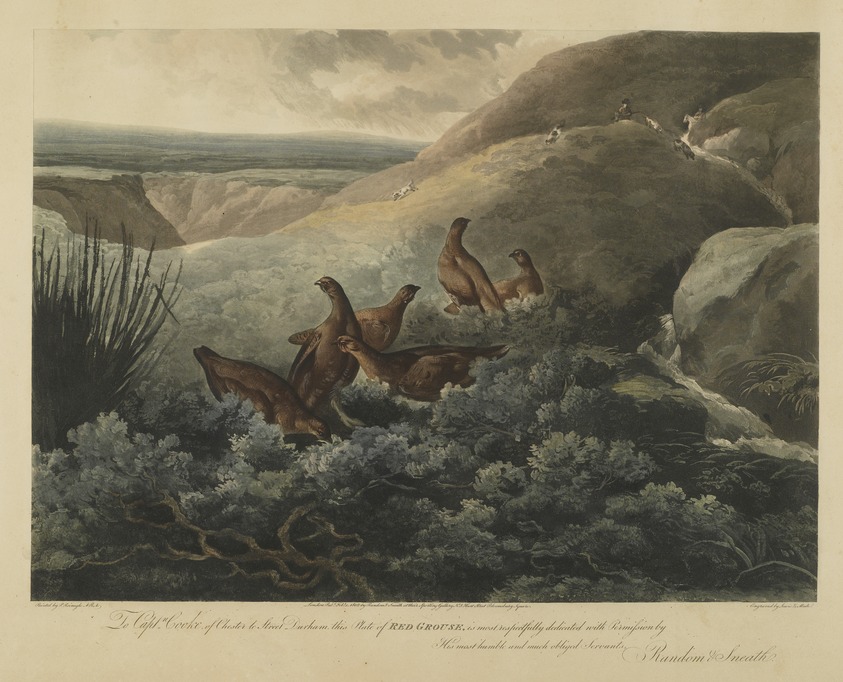 Lewis and Maile. <em>Red Grouse</em>. Engraving Brooklyn Museum, Gift of Harry W. Havemeyer, 54.34.10 (Photo: Brooklyn Museum, 54.34.10_PS1.jpg)