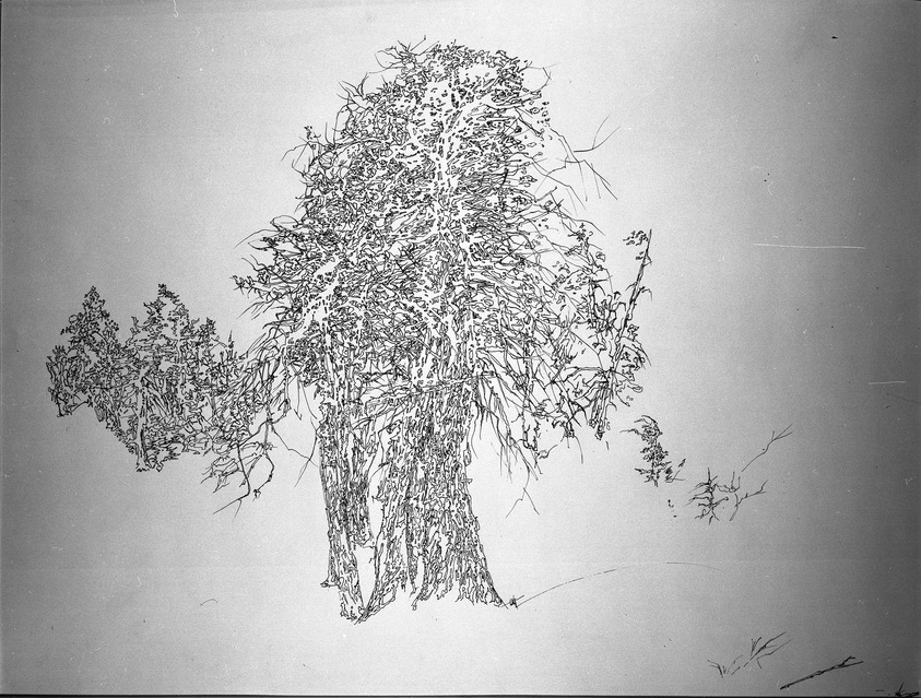 Peter Takal (American, born Romania, 1905-1995). <em>Study for a Tree</em>, 1962. Pen and sepia ink on paper, sheet: 22 1/2 x 28 1/2 in. (57.2 x 72.4 cm). Brooklyn Museum, Dick S. Ramsay Fund, 62.58. © artist or artist's estate (Photo: Brooklyn Museum, 62.58_acetate_bw.jpg)