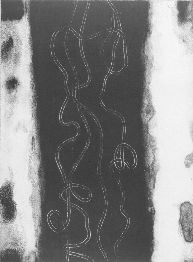 Anni Albers (American, 1899-1994). <em>Line Involvements II</em>, 1964. Lithograph on paper, Sheet: 14 1/2 x 19 11/16 in. (36.8 x 50 cm). Brooklyn Museum, Dick S. Ramsay Fund, 68.226.3. © artist or artist's estate (Photo: Brooklyn Museum, 68.226.3_bw.jpg)