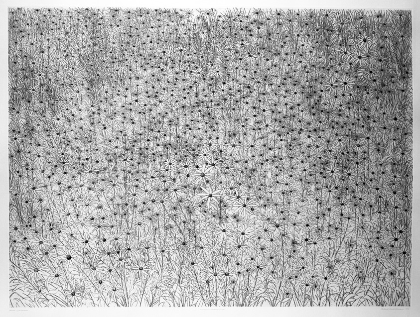 Richard Claude Ziemann (American, born 1932). <em>Black-eyed Susans</em>, 1970. Etching on paper, sheet: 35 1/8 x 44 1/8 in. (89.2 x 112.1 cm). Brooklyn Museum, Gift of Impressions Workshop, 77.274.5. © artist or artist's estate (Photo: Brooklyn Museum, 77.274.5_bw.jpg)