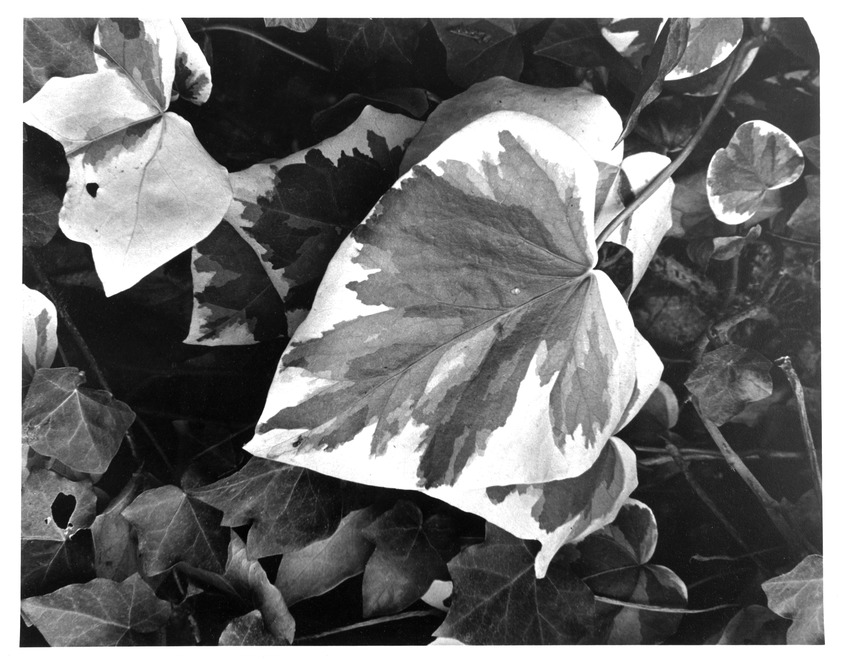 Paul Strand (American, 1890-1976). <em>Oregeval</em>, 1964. Gelatin silver print, sheet: 14 x 11 in.  (35.6 x 27.9 cm); image: 13 1/2 x 10 1/2 in. (34.3 x 26.7 cm). Brooklyn Museum, Gift of Drs. Walter and Naomi Rosenblum, 88.210.1. © artist or artist's estate (Photo: Brooklyn Museum, 88.210.1_bw.jpg)